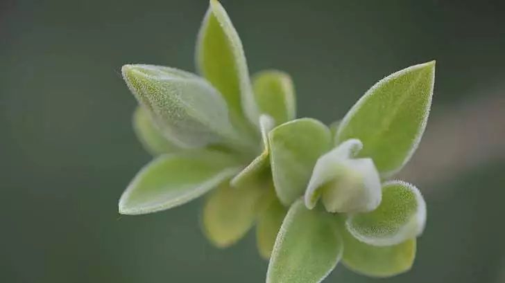 春季养生吃三白,春季吃五谷杂粮养肝护脾