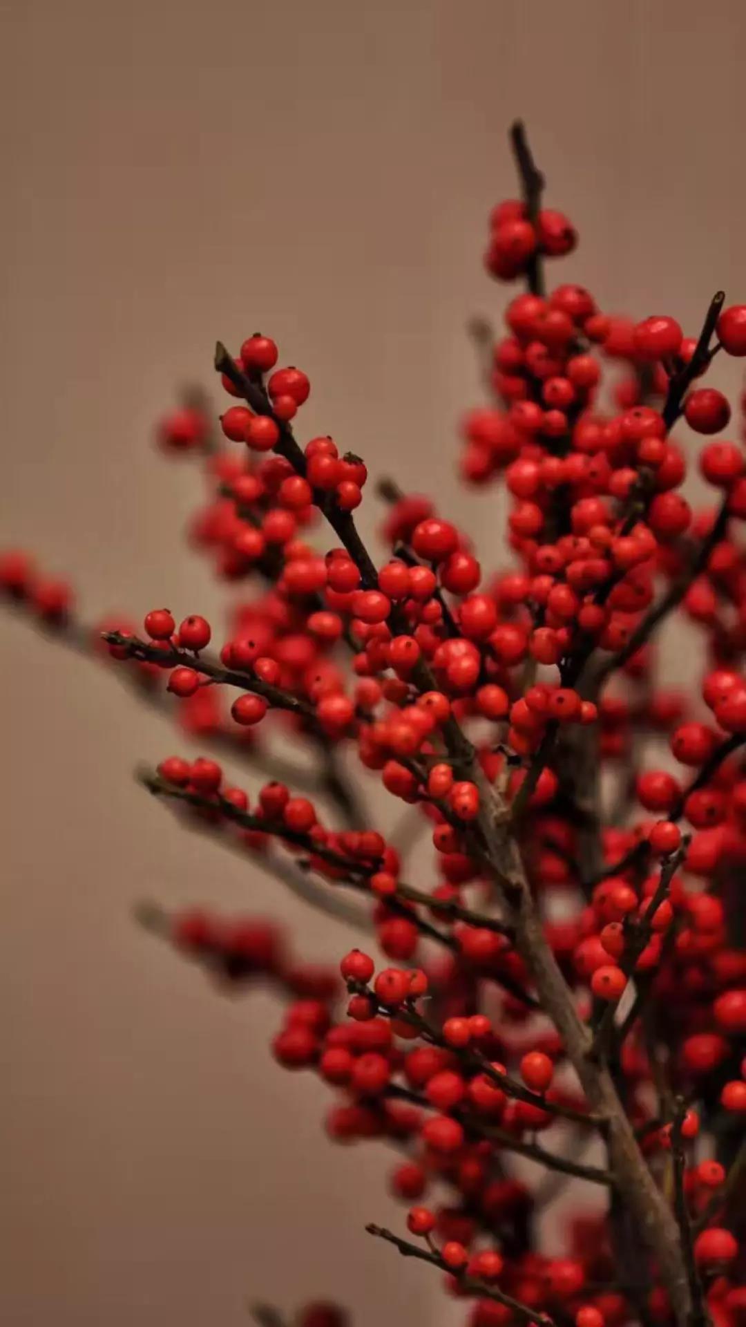 这4种花卉很漂亮花量大观赏度高,20种漂亮花好看不好养