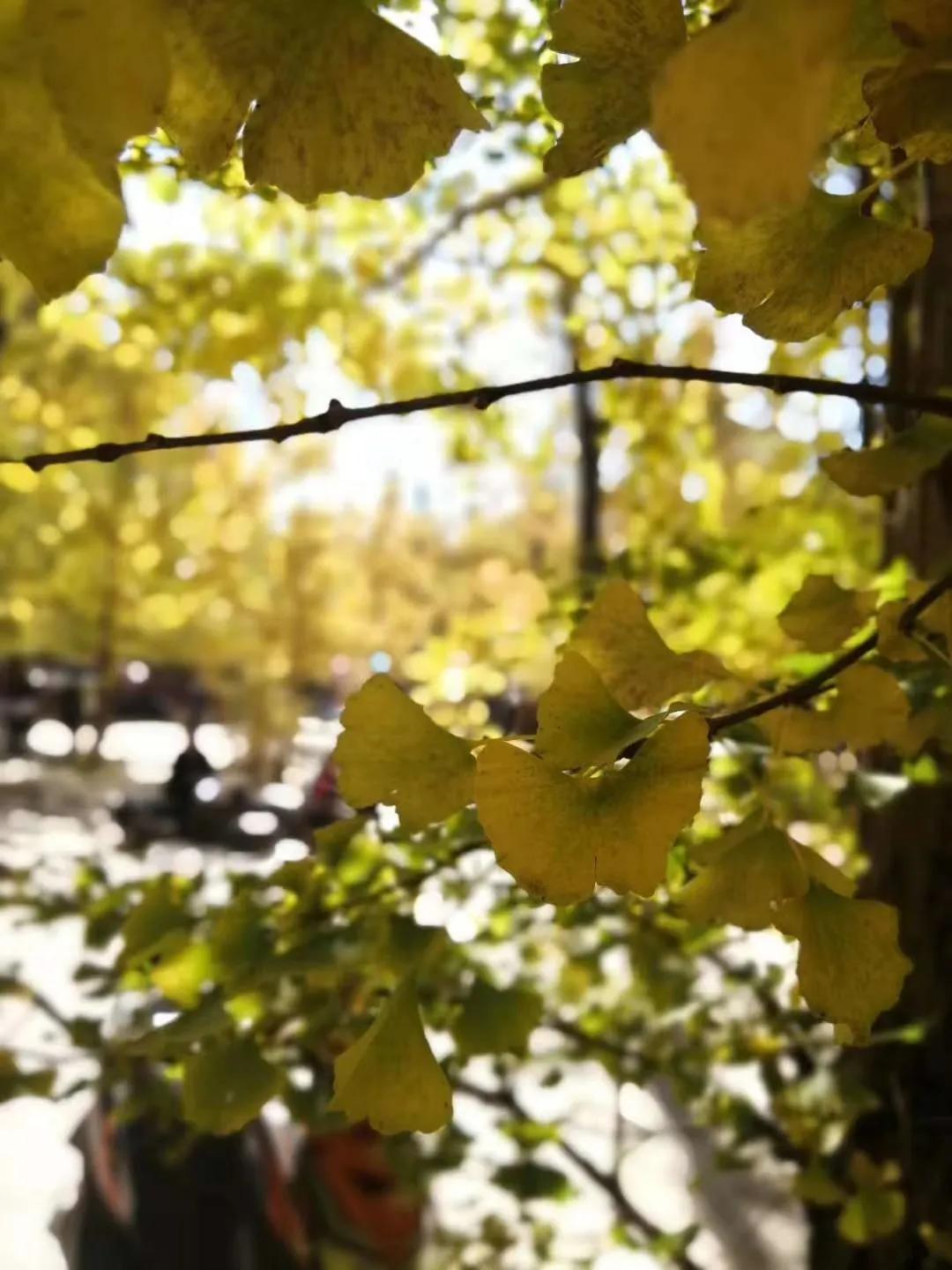 一家三口在大理租房,一家三口的田园生活