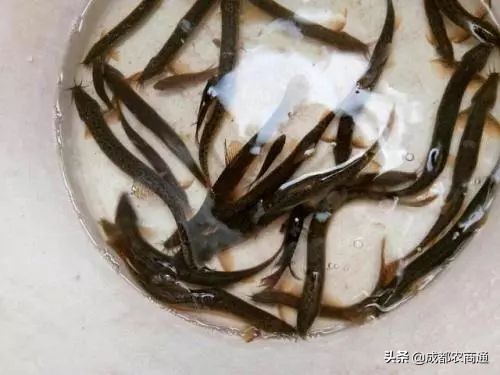 泥鳅养殖前景和价格,泥鳅养殖的价格是多少