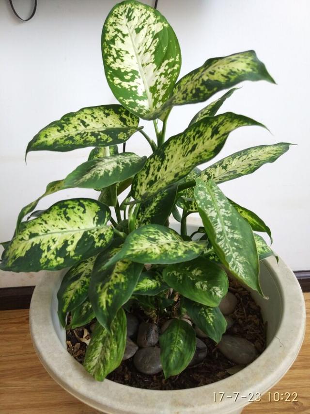 金边万年青整棵叶子变黄怎么回事,万年青叶片有黄点咋办