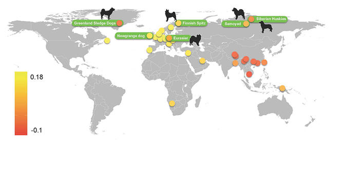 狗是如何从狼演变而来的,狗是如何起源的