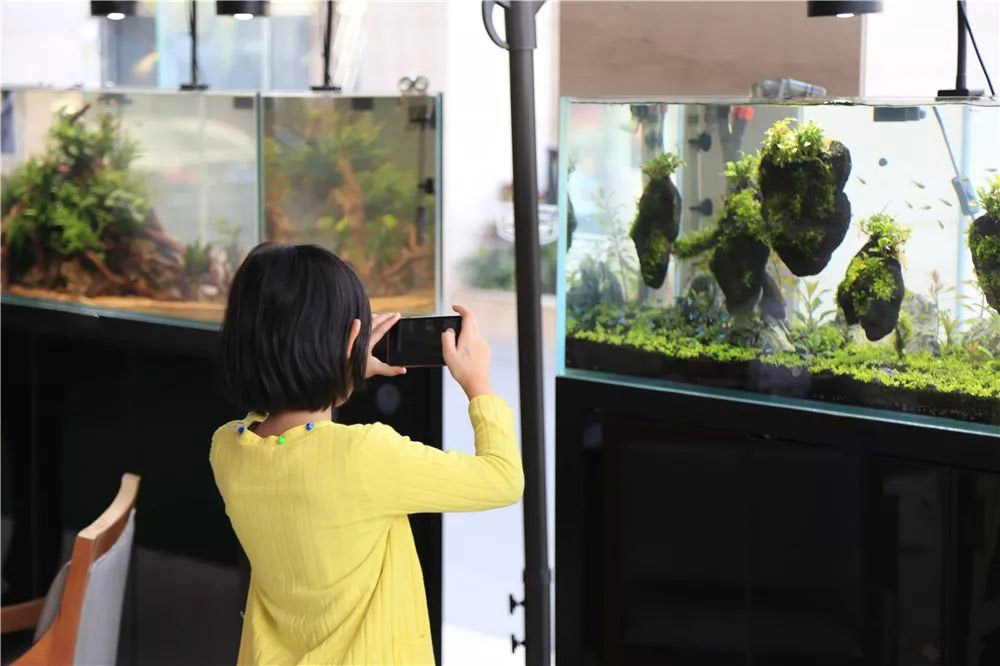 开一个水族店需要多少钱,开一个水族店多少钱