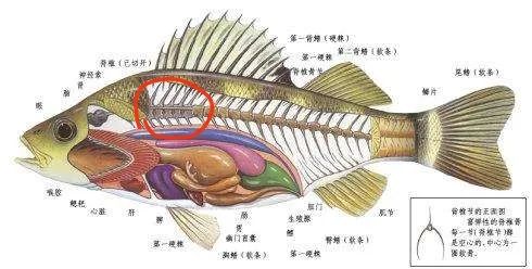 现杀鱼怎么做才好吃,怎样杀鱼才又好又快