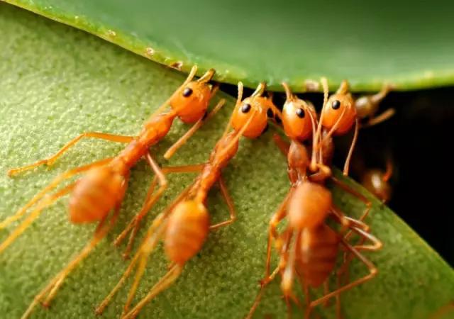 海南海里的特产动物,海南特有的珍稀动物