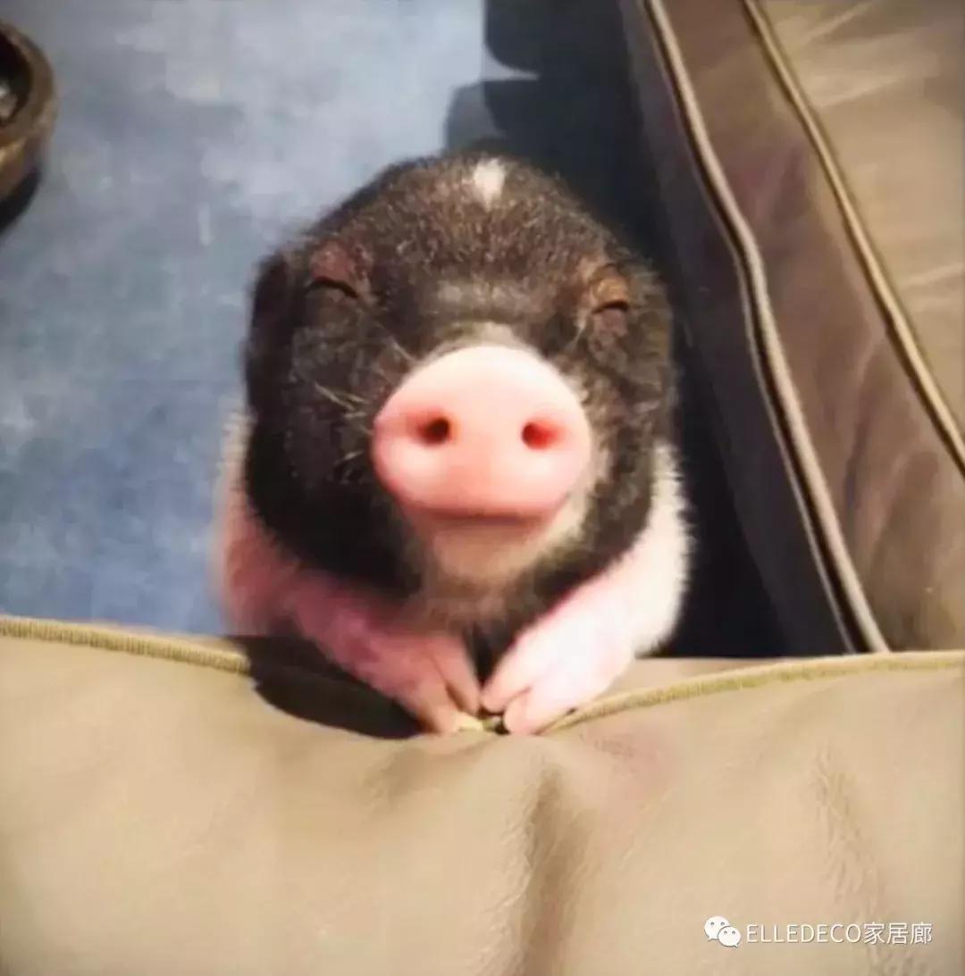 井柏然的家曝光,井柏然的猪