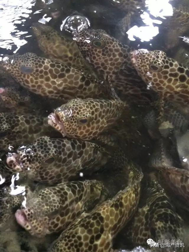 这些诱人的美食你吃过吗,世界上顶级海鲜大全你吃过几种