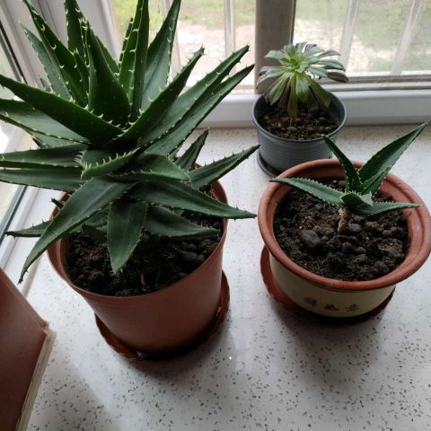 芦根的盆栽技巧,芦蒿种植不嫩怎么办