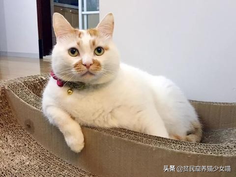猫咪在线辟谣,辟谣猫咪蒜瓣毛