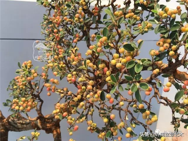 文人杂木盆景精品欣赏,可以做盆景的杂木图片大全