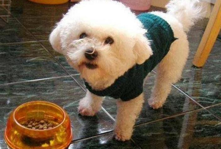 比熊犬有泪痕怎么去除,比熊犬泪痕怎么避免