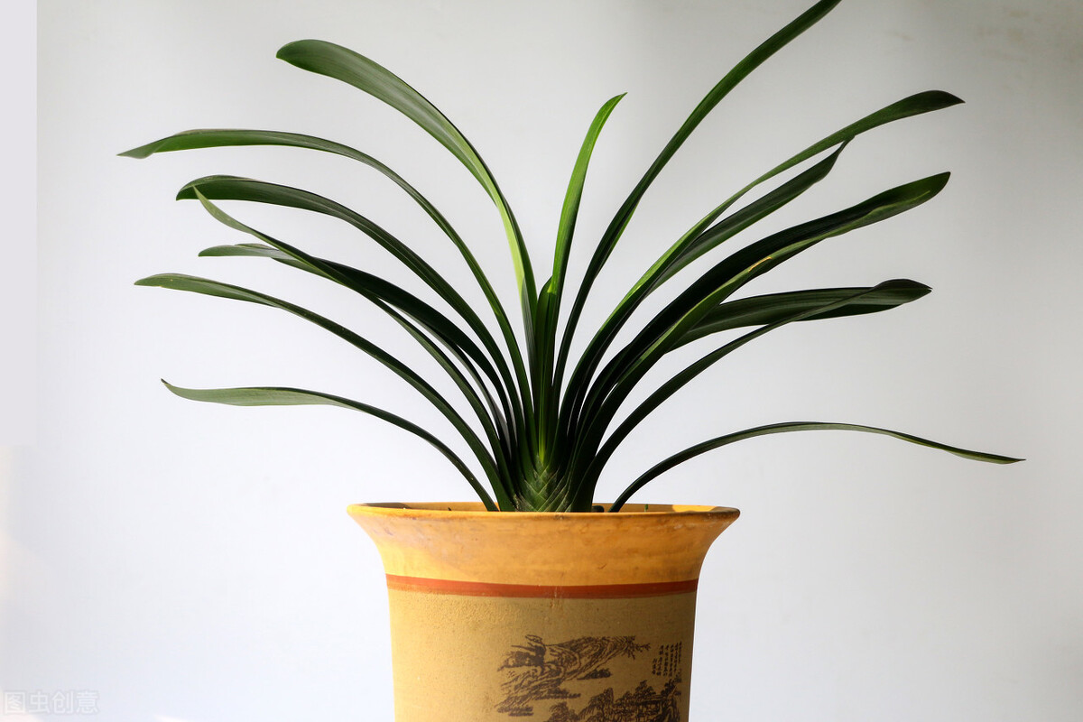 君子兰有六怕你知道吗,君子兰最怕的五种事情