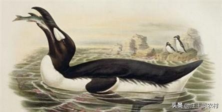 保护的小动物有哪些,保护类小动物