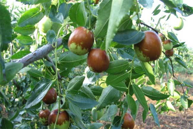 种植大枣怎么能高产,大枣如何丰产好吃