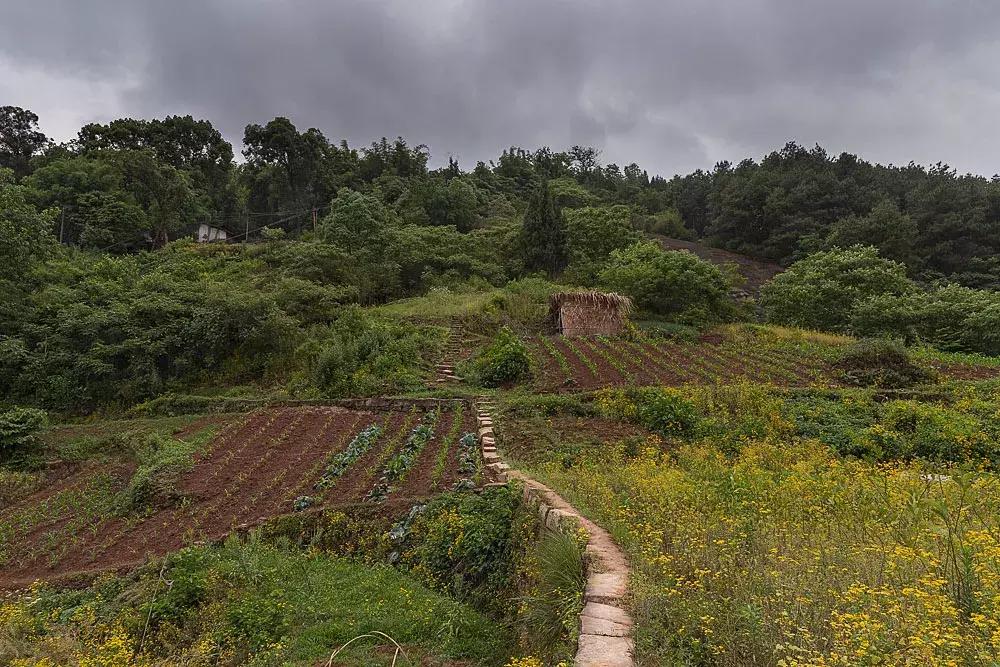 渝北枇杷正黄，冒冒失失穿越铁壁、胜保、斗碗三寨