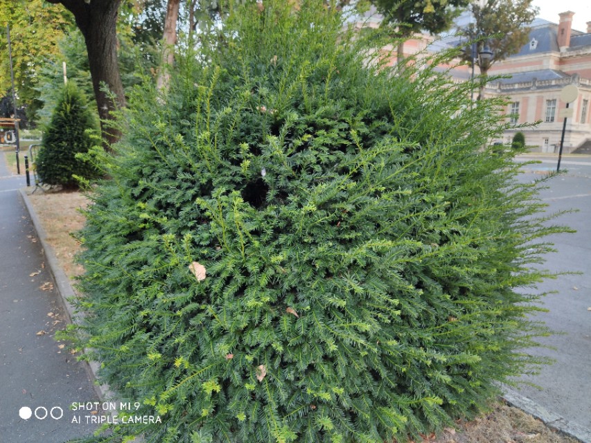 红豆杉树是什么样子图片,法国人种植发电树