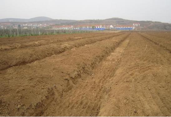 楼顶种花生种植方法,花生的种植方法和管理