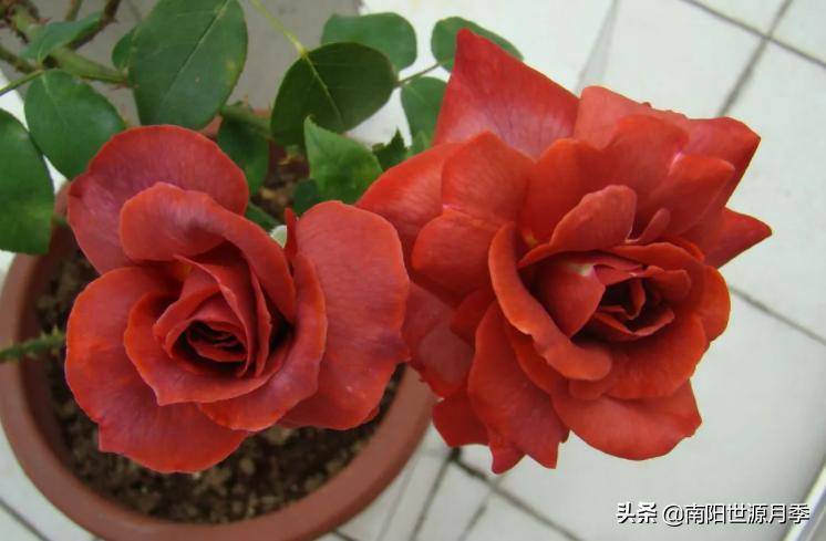 送你100朵玫瑰花,玫瑰花送谁都浪漫唯独送你不一样