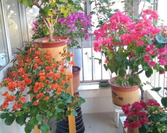 所有过期药片都能养花吗,药片过期还有效吗