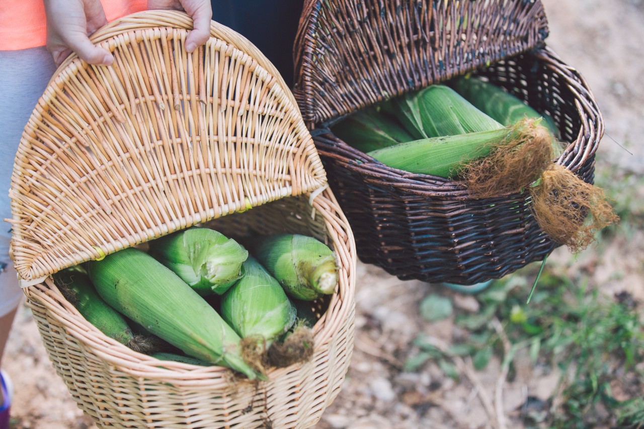 山野自然酷虫酷玩，玉米娃娃，一场自然与艺术融合的秋日盛宴