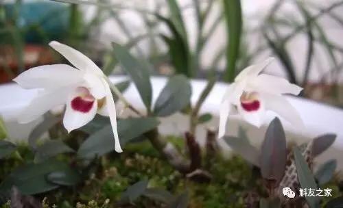 丹霞石斛图片及功效,广东的铁皮石斛是什么样子