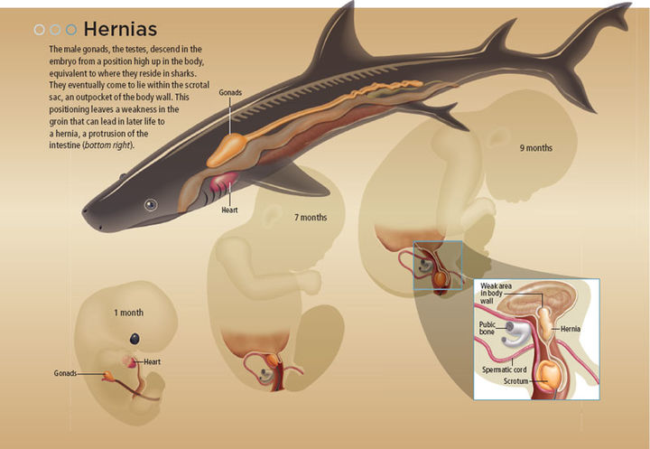 科学家说人是由鱼进化而来,那么现在人体内还保留着哪些证据呢?