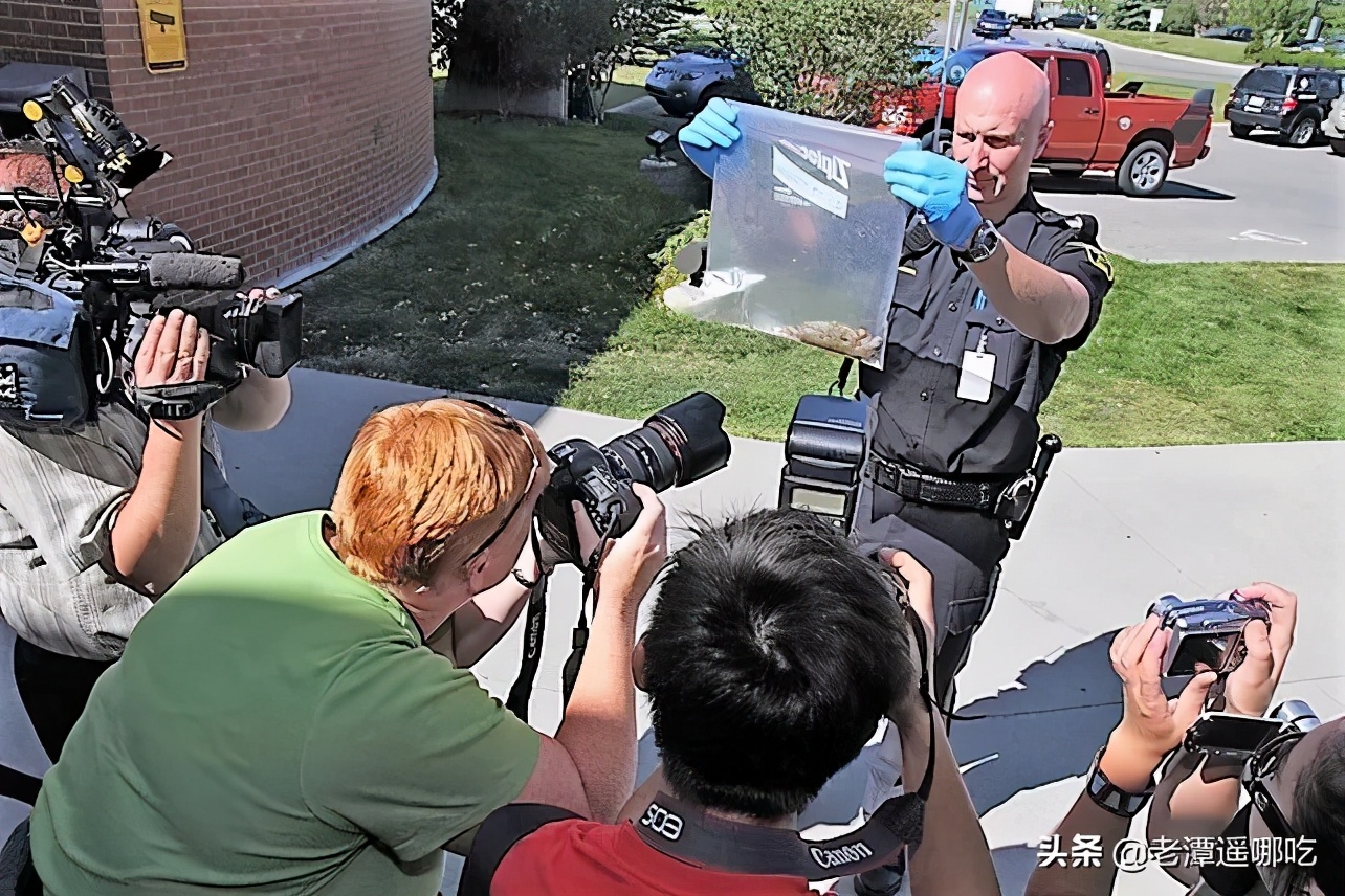 加拿大哪个城市老鼠最多,加拿大没有老鼠的地方