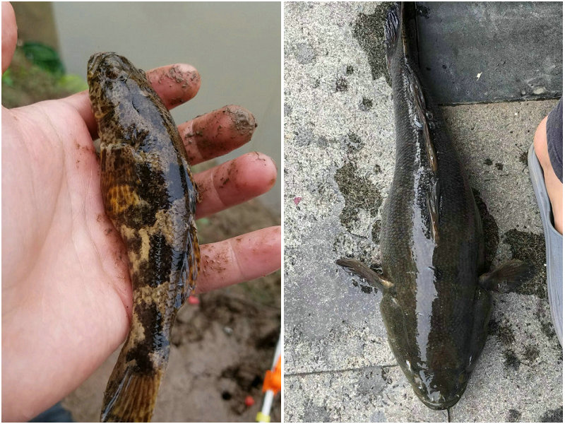 太可惜!广元钓鱼人钓起一些“黑壳小鱼”,见其丑怪丢回水中