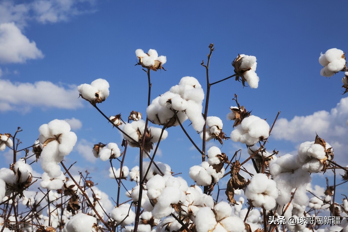 乌鲁木齐独具优势的4大产业,每一样都有巨大经济效益,你认可吗