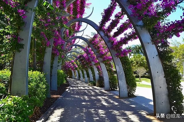 庭院花架搭配这些植物美翻了,庭院花架植物