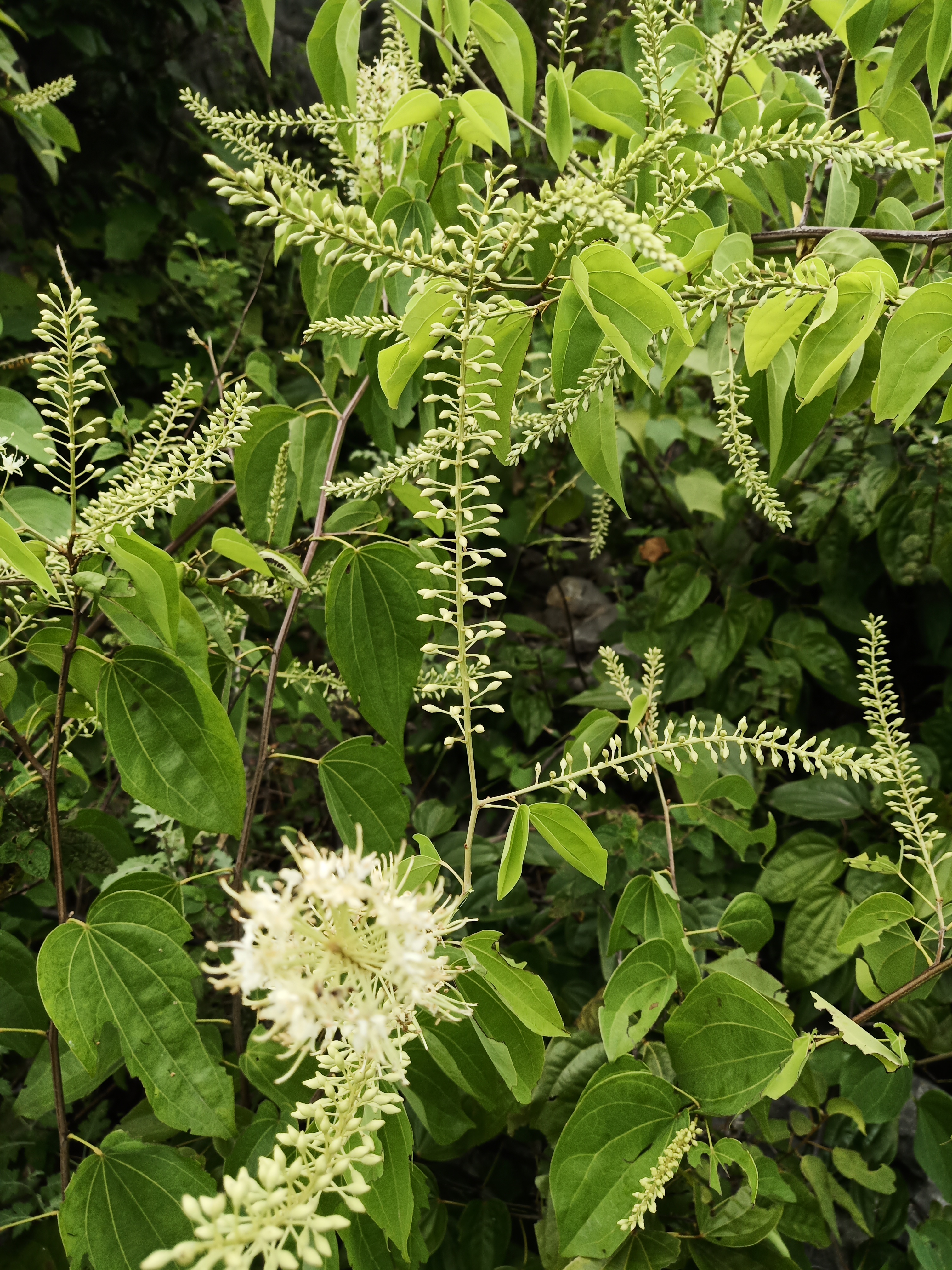 有啵农场——快来看看你没吃过的桂林特有蜜