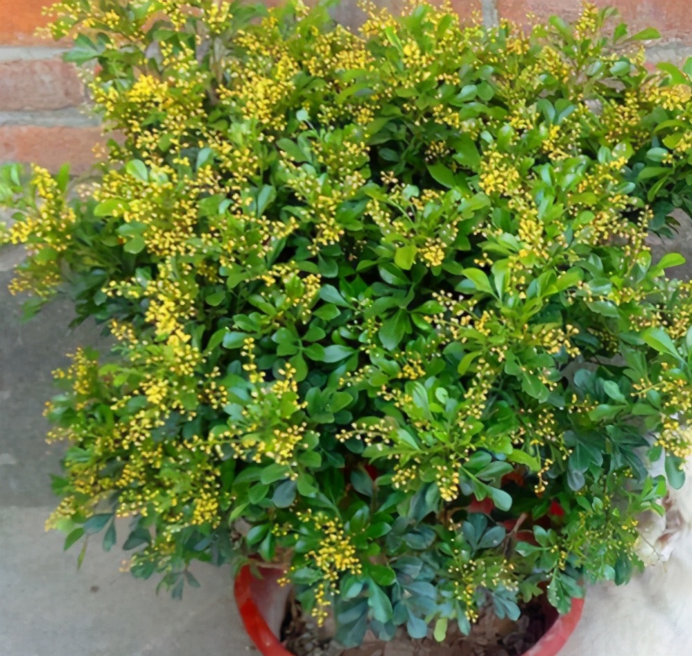 除了塑料花,还有这4种花,能够全年开花不断,只要条件达到即可