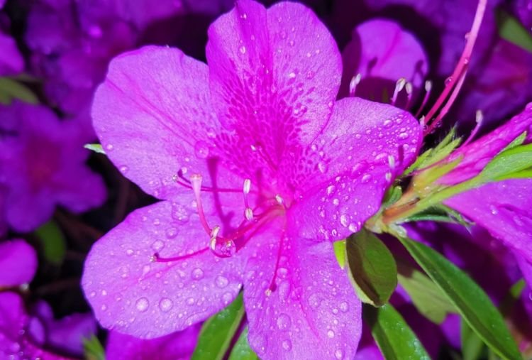 养花晚上浇水好还是早上浇水好,夏天养花怎么浇水最好