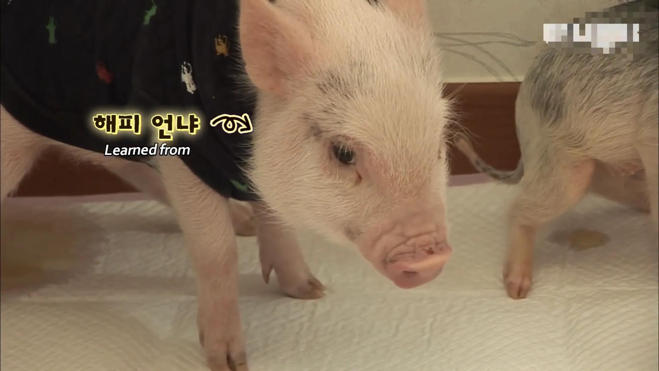 小猪的智商高达多少 (韩国最聪明的小猪)