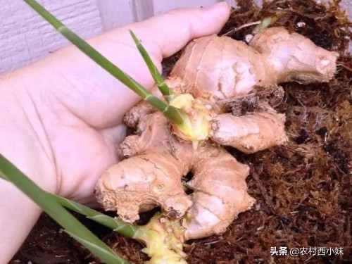 河南生姜种植时间和方法,泡沫箱生姜的种植方法