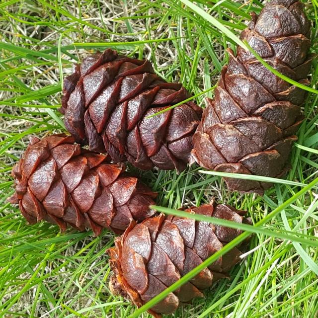 家乡特色美食分享,我家乡的特色是什么