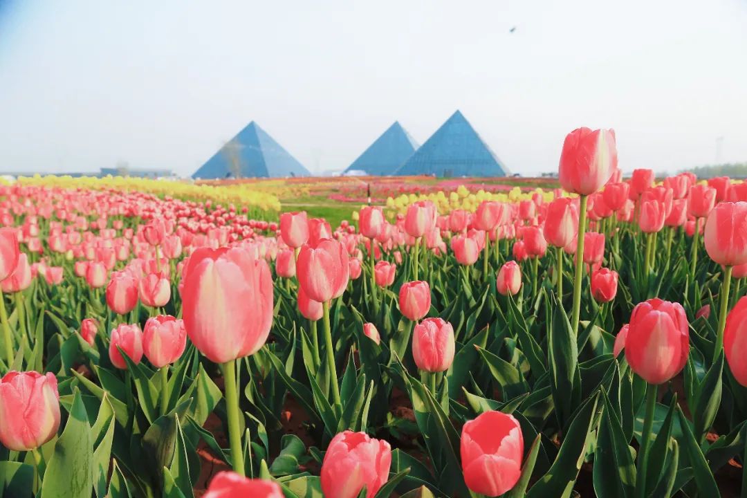 五一假期潍坊赏花踏青地推荐！这8个小众的绝美之地，一定要去走一走啊...