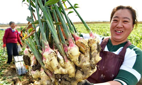野姜黄种植技术视频,姜黄种植技术及亩收益