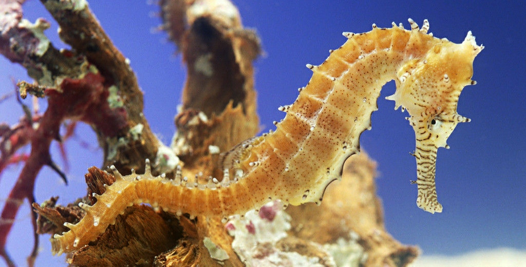 30个关于动物的冷知识,关于动物的冷知识50字