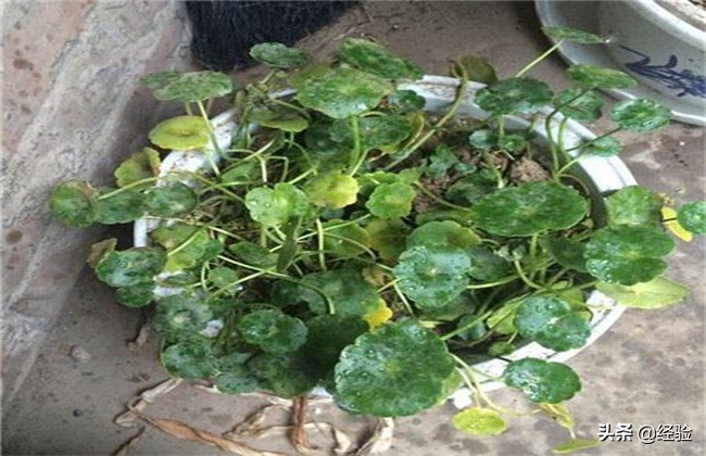 金钱草叶子变黄是什么原因,金钱草的叶子变黄枯萎是怎么回事