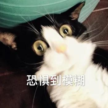 猫乱尿怎么办视频最火,猫乱尿怎么办有什么办法
