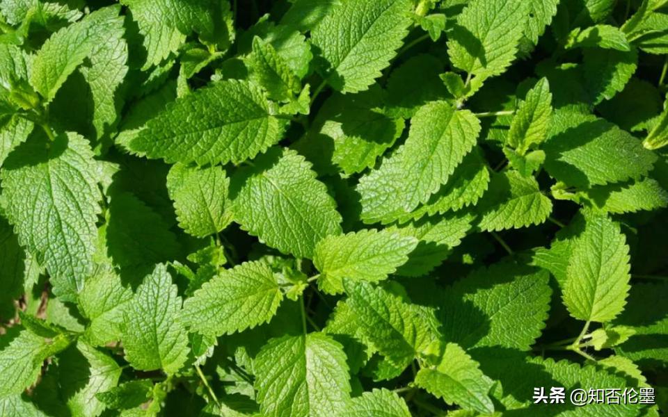 农村种植薄荷方法和时间,农村庭院种植薄荷