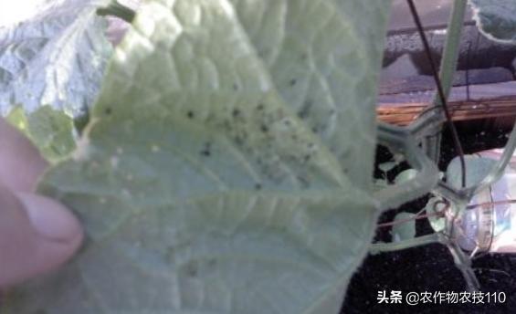 大棚甜瓜种植技术视频教程,大棚种植甜瓜利润怎么样