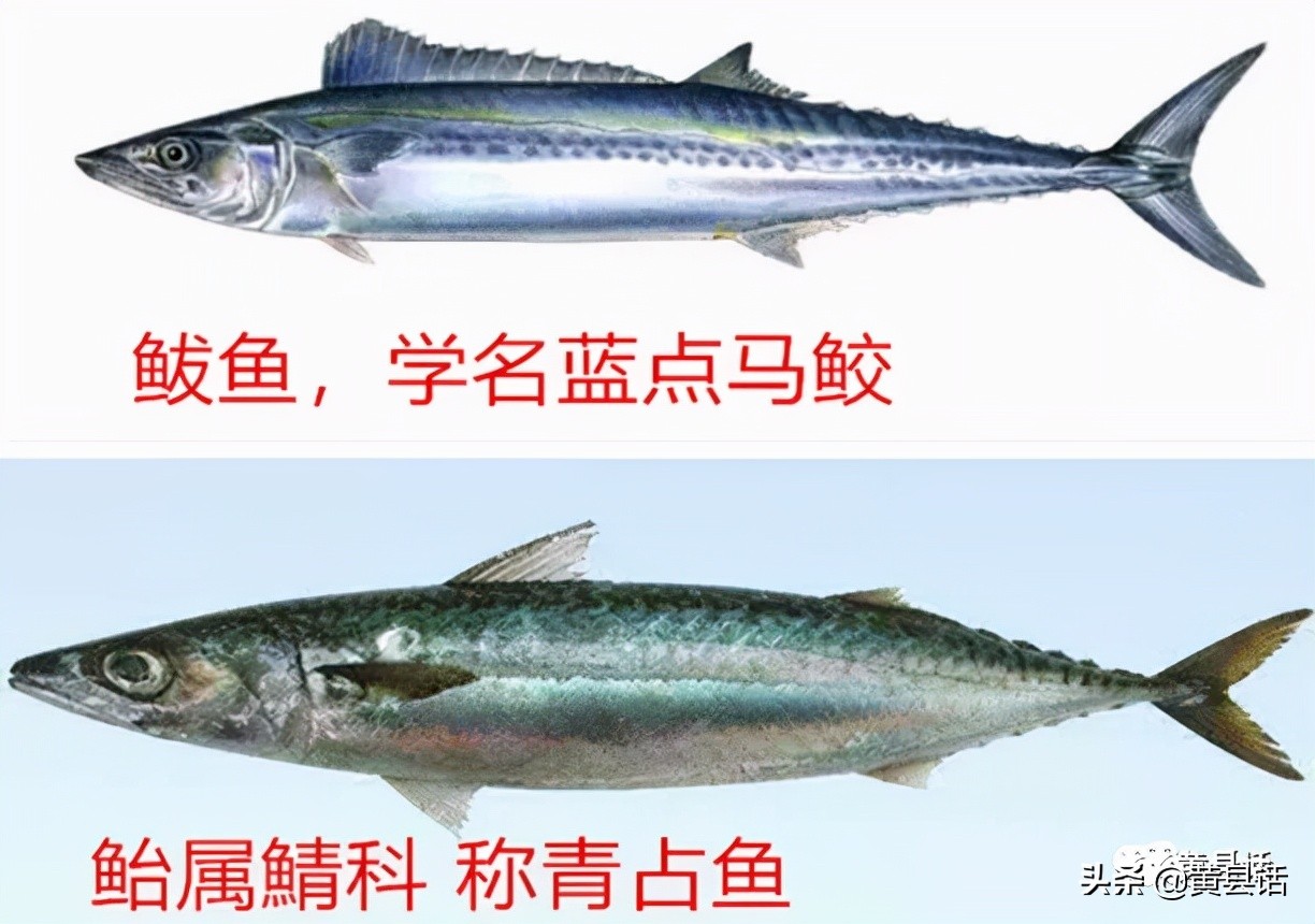 怎么分清鲅鱼和青鱼的区别,青鱼与鲐鱼区别