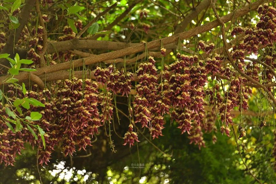 100种常见观叶植物图鉴史上最全,农村常见的100种植物