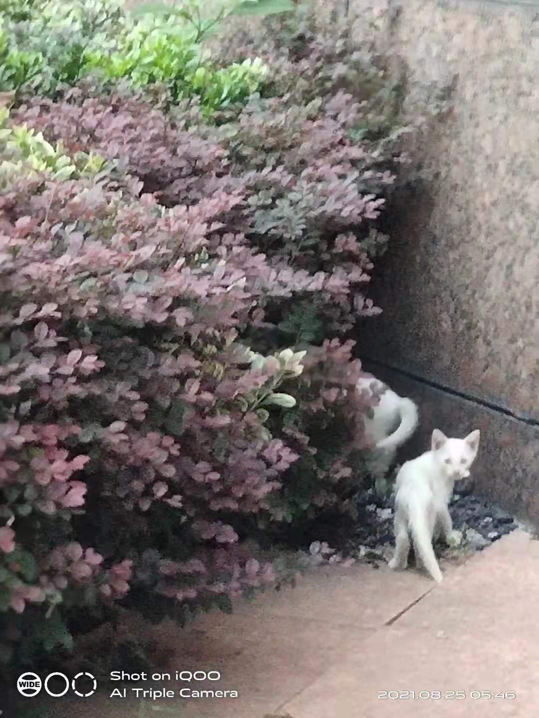 捞鱼是用什么药,捞鱼检疫