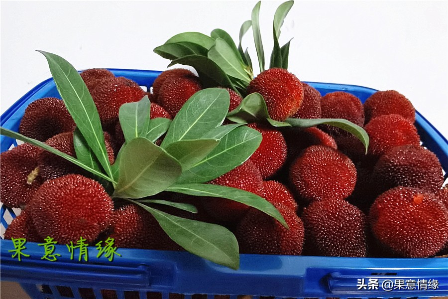 石公山杨梅基地,杨梅山杨梅基地