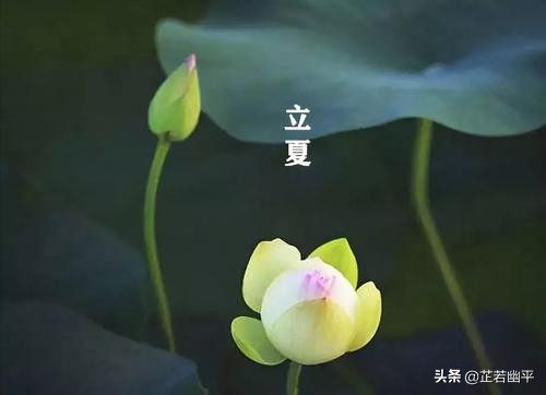 立夏|春红散尽,绿意盈然