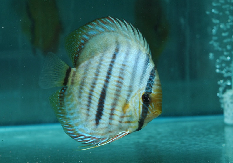 热带鱼白点病的最佳治疗方法,热带鱼白点病怎么治