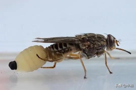 人被它咬会昏睡至死，非洲因它而贫穷，采采蝇究竟是何方神圣？